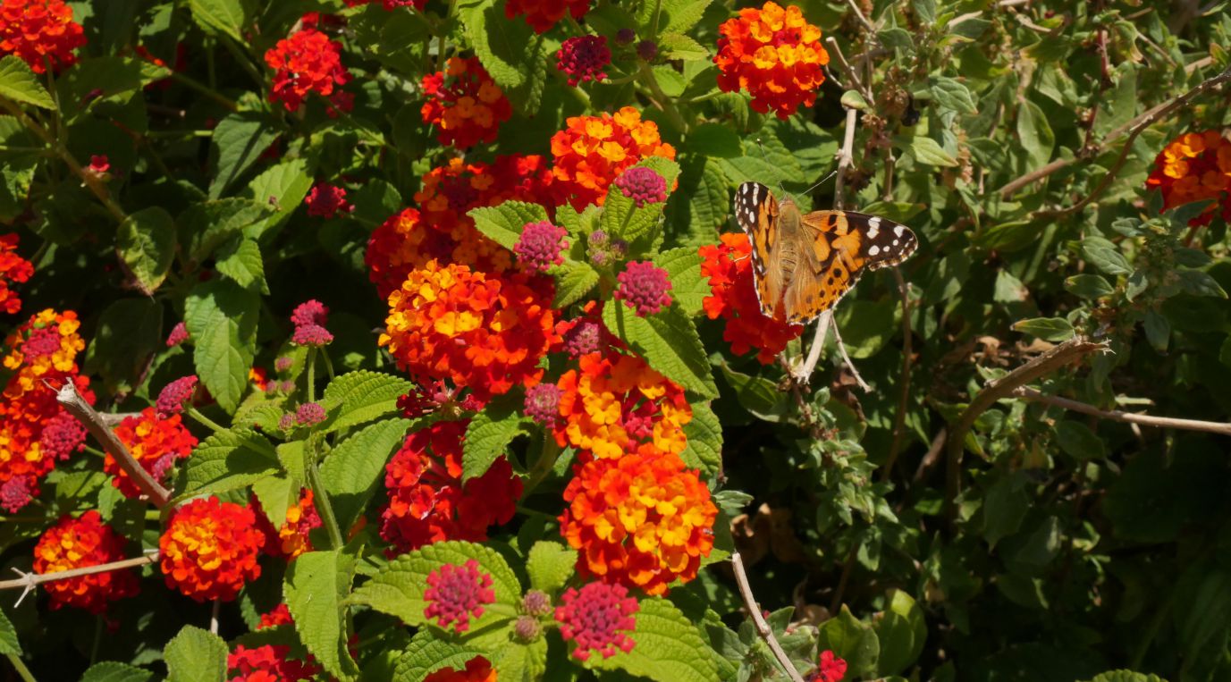 Red flowers and a butterfly - taken by Lucian Chevallier